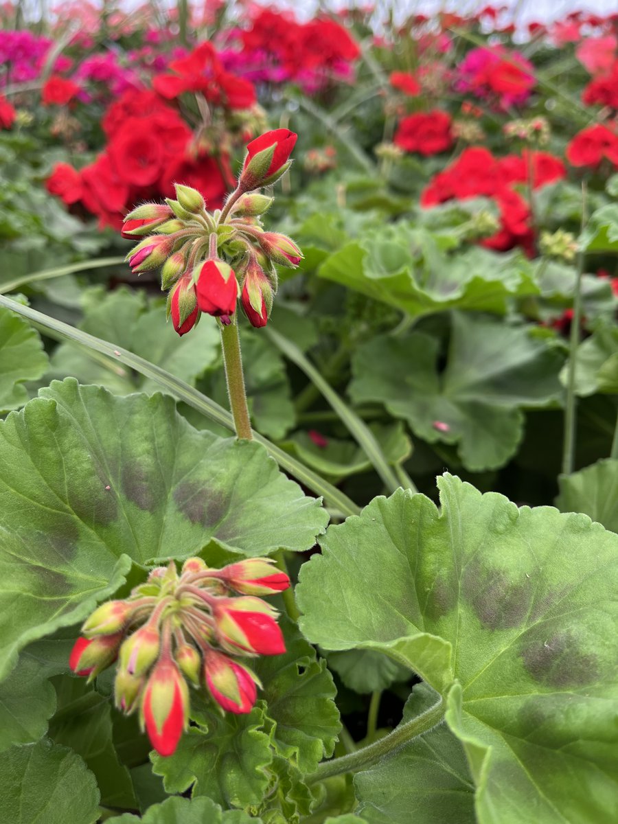 ruhlnyc's tweet image. Happy Valentine's Day ❤️
Saturday, 14 February 2026

Images: Hot house Geraniums

#HappyValentinesDay #Love #Geraniums #NewYorkCity #RUHLNYC

ruhl.nyc