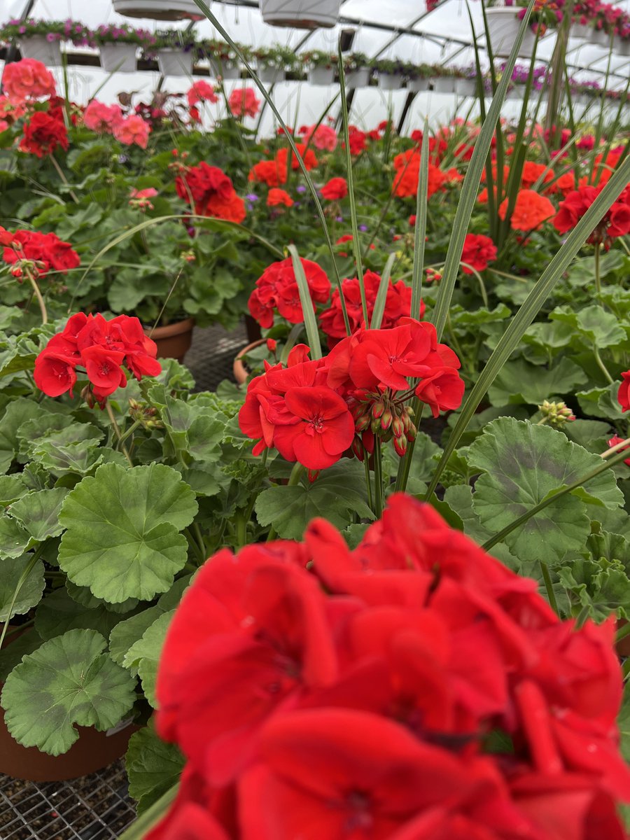ruhlnyc's tweet image. Happy Valentine's Day ❤️
Saturday, 14 February 2026

Images: Hot house Geraniums

#HappyValentinesDay #Love #Geraniums #NewYorkCity #RUHLNYC

ruhl.nyc