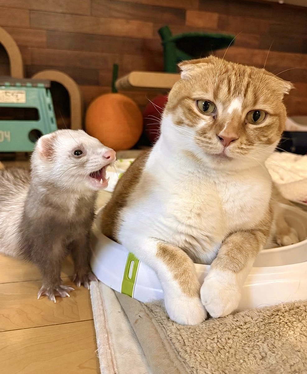 友子ちゃんとお兄ちゃん🌿ねこ&フェレット 😻🐻 (@2oniTomo) / Posts / X