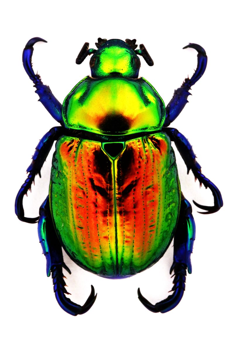 Pelidnota sumptuosa (Vigors, 1825) 🇧🇷 Brasil MG For me, one of