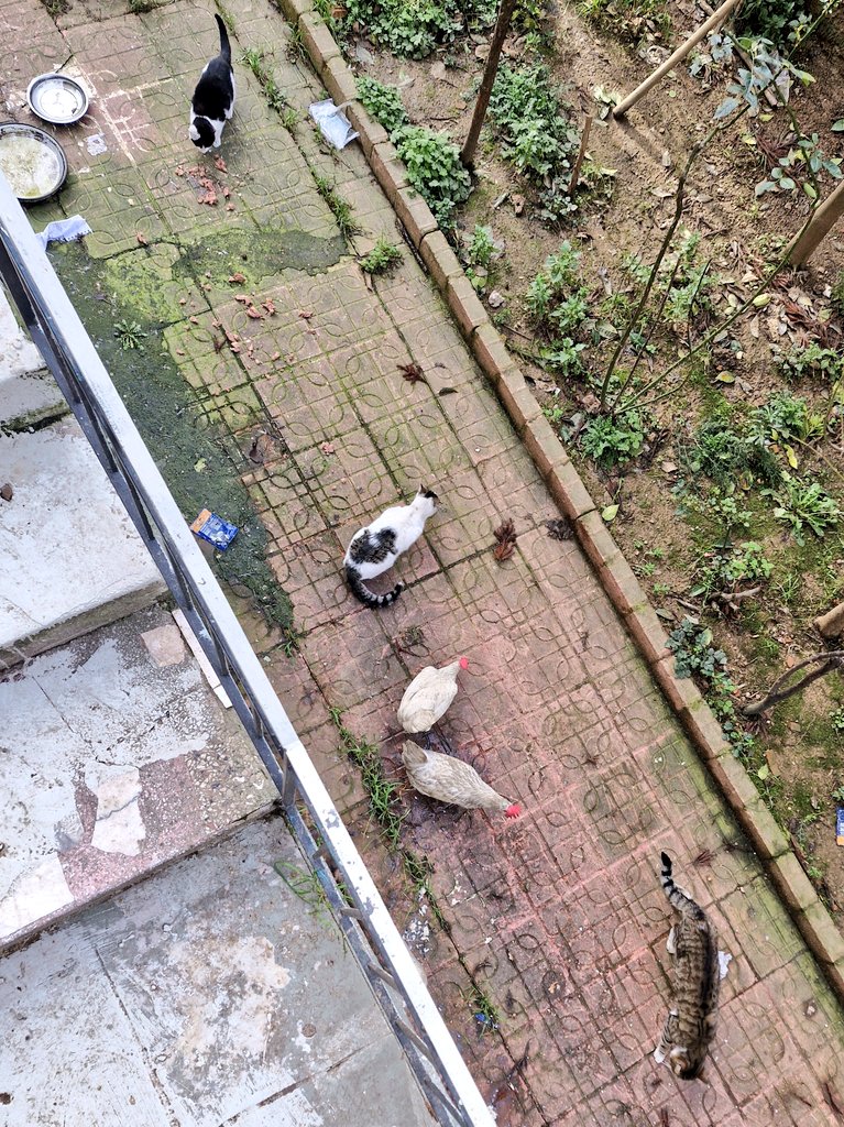 Bahçe değil hayvanat bahçesi. Bu horozlar nereden çıktı 😅