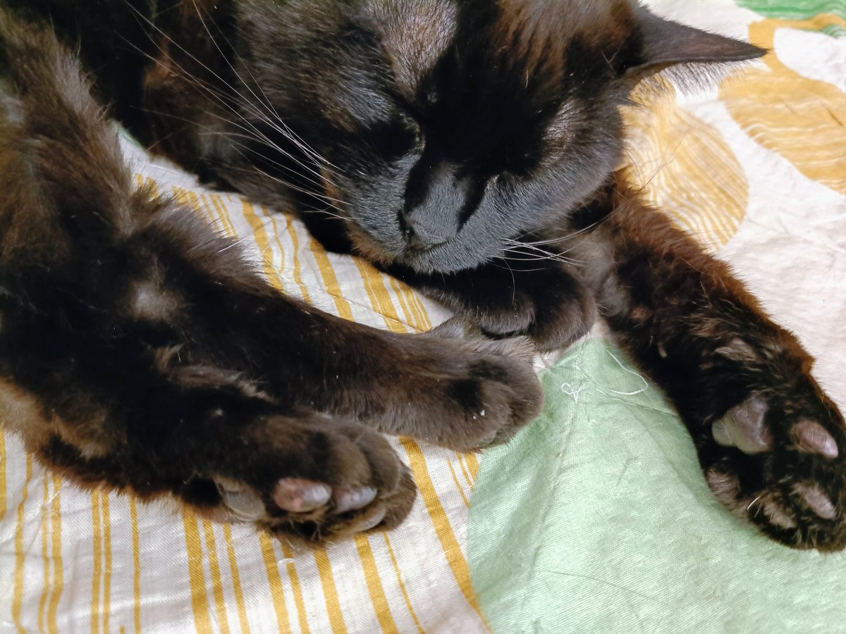 今日はおむすび🍙さんに行ってきたよ
わ〜、猫ちゃんに触るの久しぶり(?!)

おむすびにゃんずは皆毛並みフッカフカできれいです✨️
ホカペエリアでWAになってｽﾔﾋﾟｺ
広いスペースがあるといいな

とんにはわが家は狭くてですまねぇ

みんにゃ遊んでくれてありがとう

#愛の音ベル
#スリスリあられ