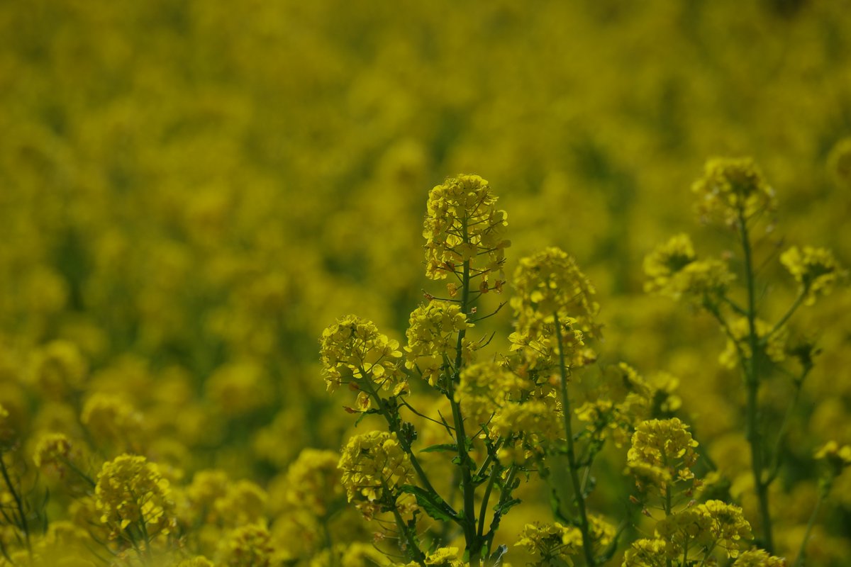 kerotto_3's tweet photo. 菜の花畑
K-3MarkⅢ+HD DA55-300PLM
#PENTAX #pentaxk3mkiii #k3mark3
#pentax_da55300plm
#渥美半島 #伊良湖 #菜の花まつり https://t.co/2UhRG6Q095