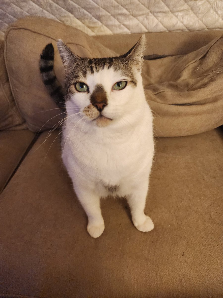 Plz help my friend Matthew 
He is going to lose his 🏡 &amp; his 5 cats will have to b destroyed😢 
He did nothing wrong,he was working &amp; hit by uninsured driver 
He is going to lose everything he ever loved!
He adores his 🐈 plz⌛️help
gofund.me/640bd6b9b
Paypal.me/mattsavescats