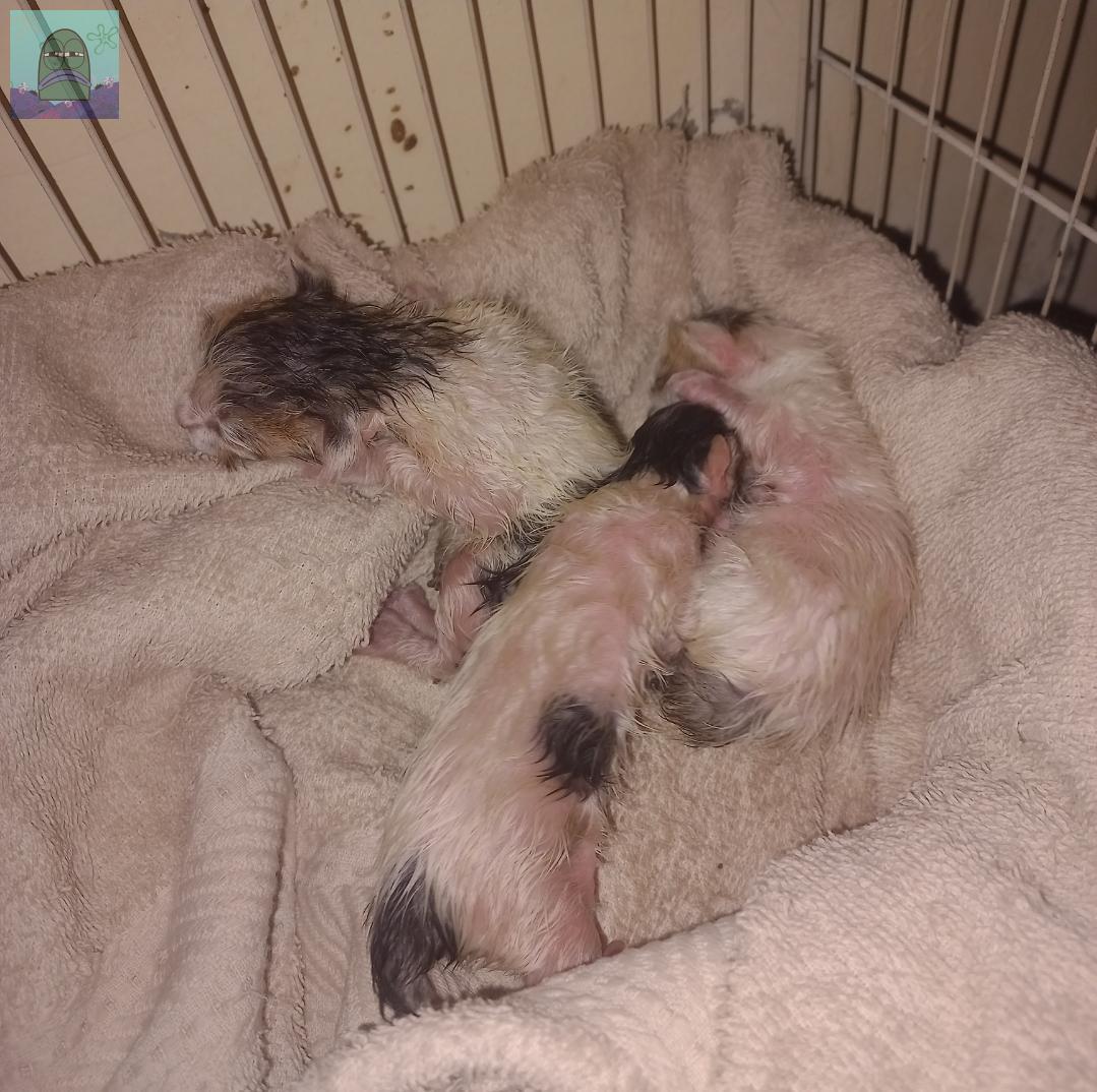 tanyakanrl's tweet image. 💚 ada yang buang kitten tanpa induk, umur 2 hari, ditaro di kardus di tembok pager rumah pas ujan malem2😭 di rumah udh kebanyakan kucing g bisa lg kl harus ngurus, tolong kalo ada yang mau adopt dan punya indukan kucing daerah jaksel bisa rep ya tolong bgt😭😭🙏🏻