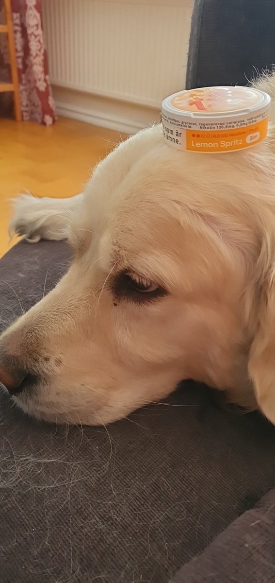Aktiesnigeln's tweet photo. Vem behöver en valentine när man har människans bästa vän och snus😍 #doglife #goldenretriver #snus #os2026 https://t.co/9zjr2kegHY