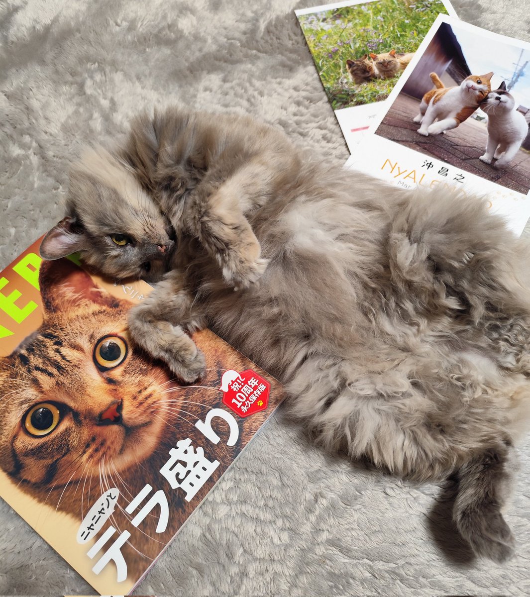 NyAERA🐈🐾 命と愛の短編小説と見紛うのょ どれもその一瞬一瞬を生きる