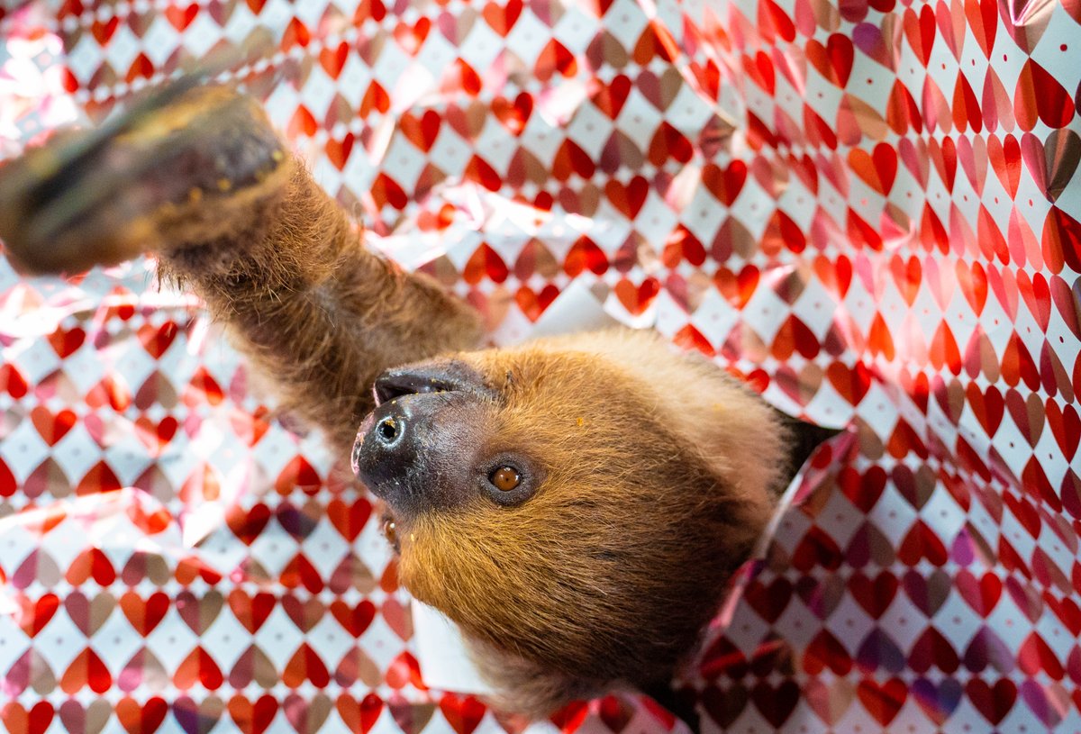 Wild Florida tweet media