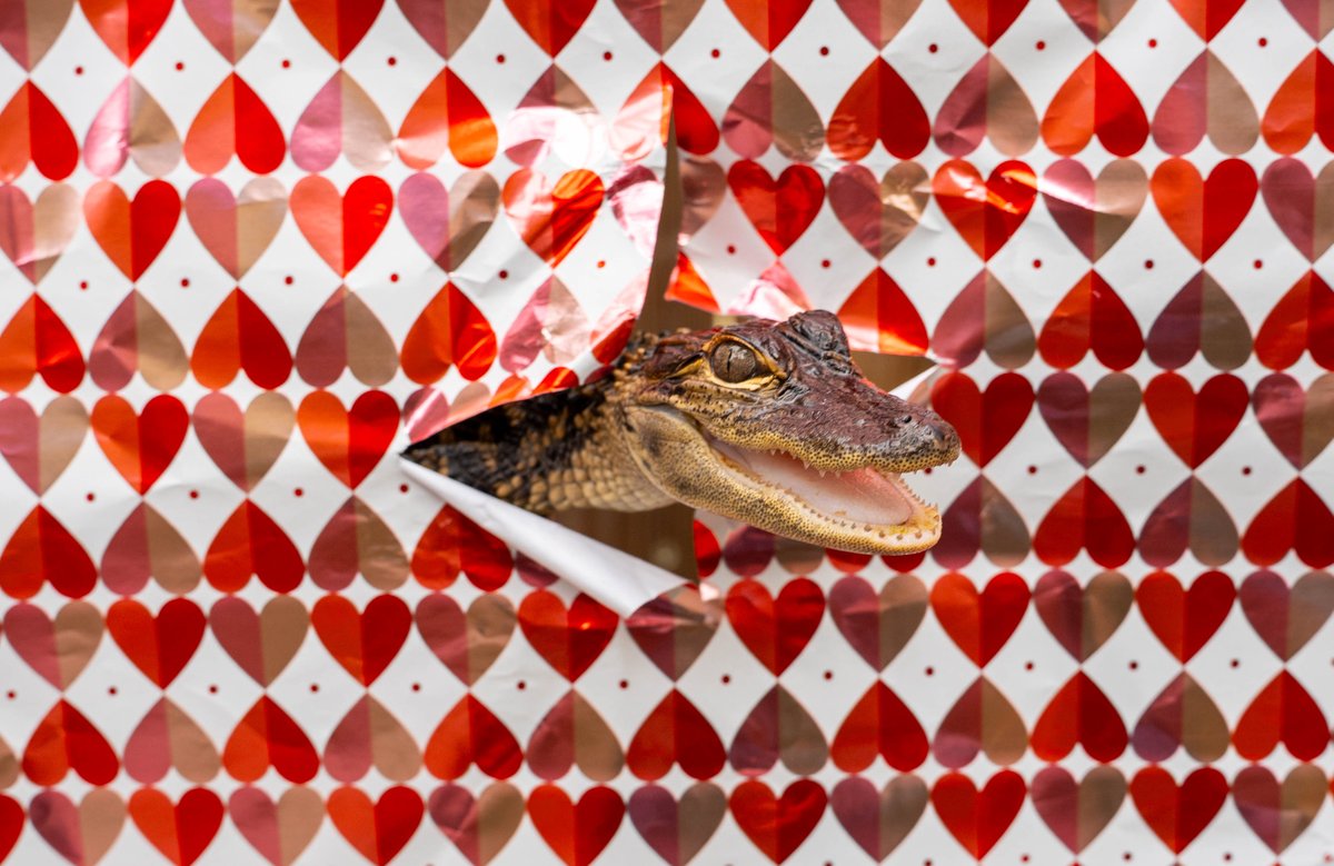 Wild Florida tweet media