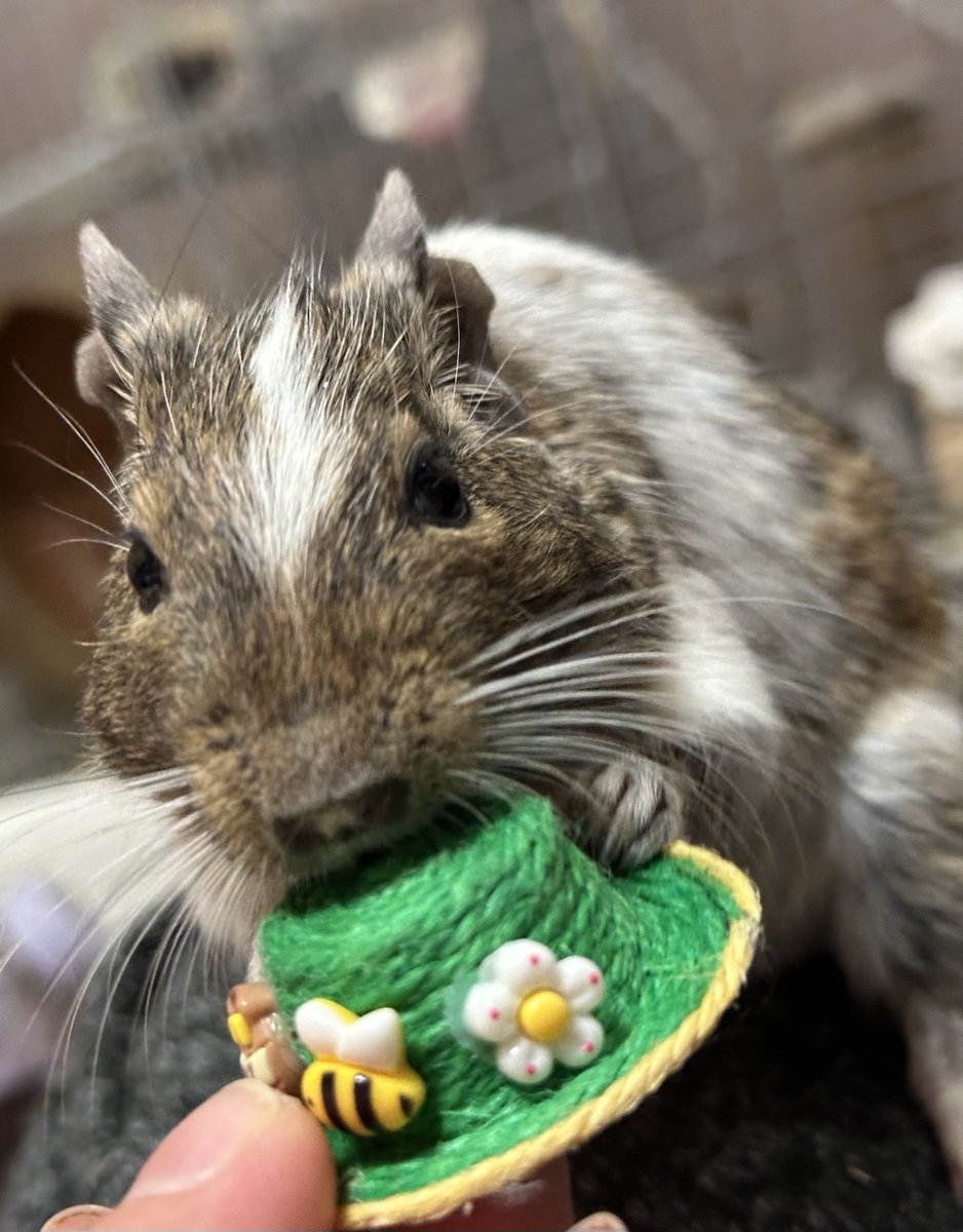 🐹乗っけんなし！

#デグー