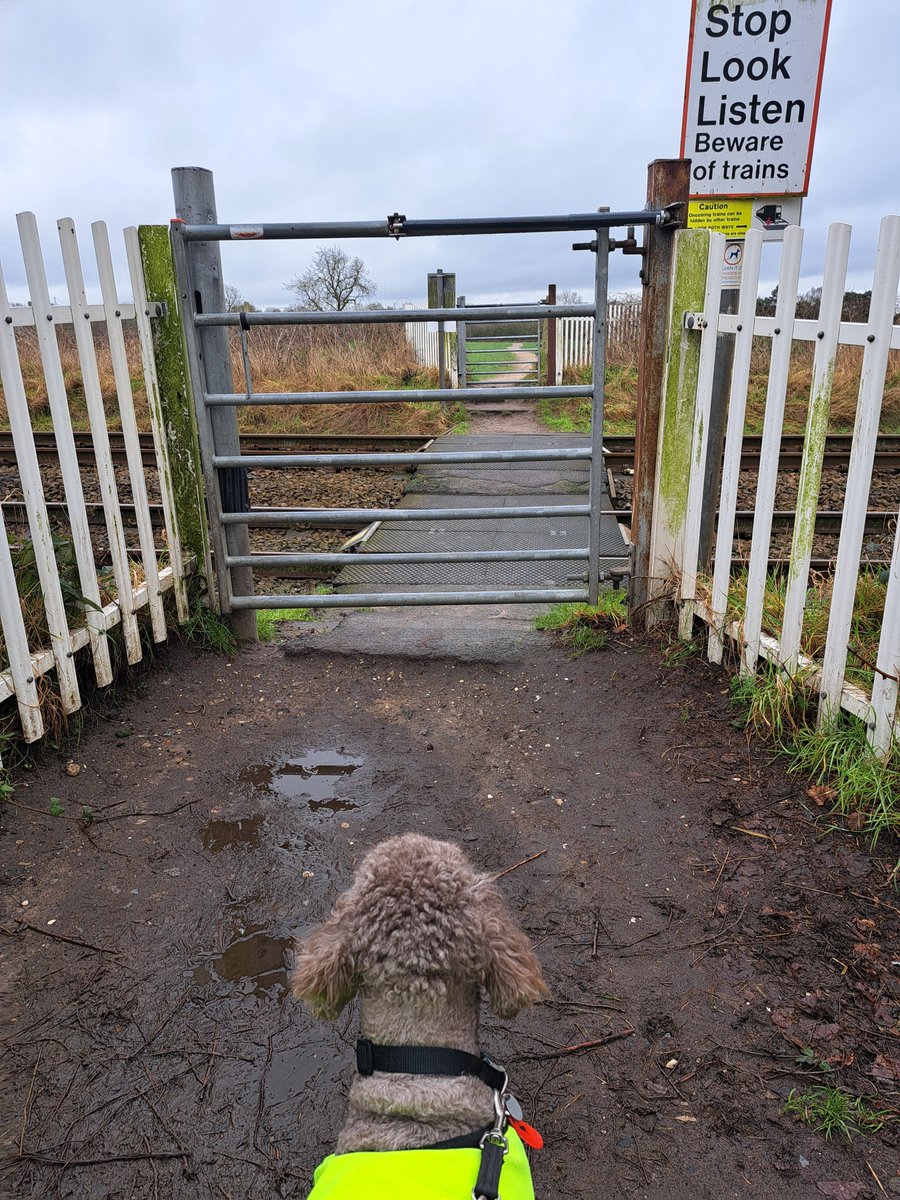 yorkshirejune's tweet photo. @HearingDogs Ambassador Pasha would like to thank everyone who supported his 2026 #28challenge. He has reached his target of walking 28 miles in February and was 11th on the donations leaderboard having raised over £200. Here are some of his favourite walks. https://t.co/02MCYcejE9