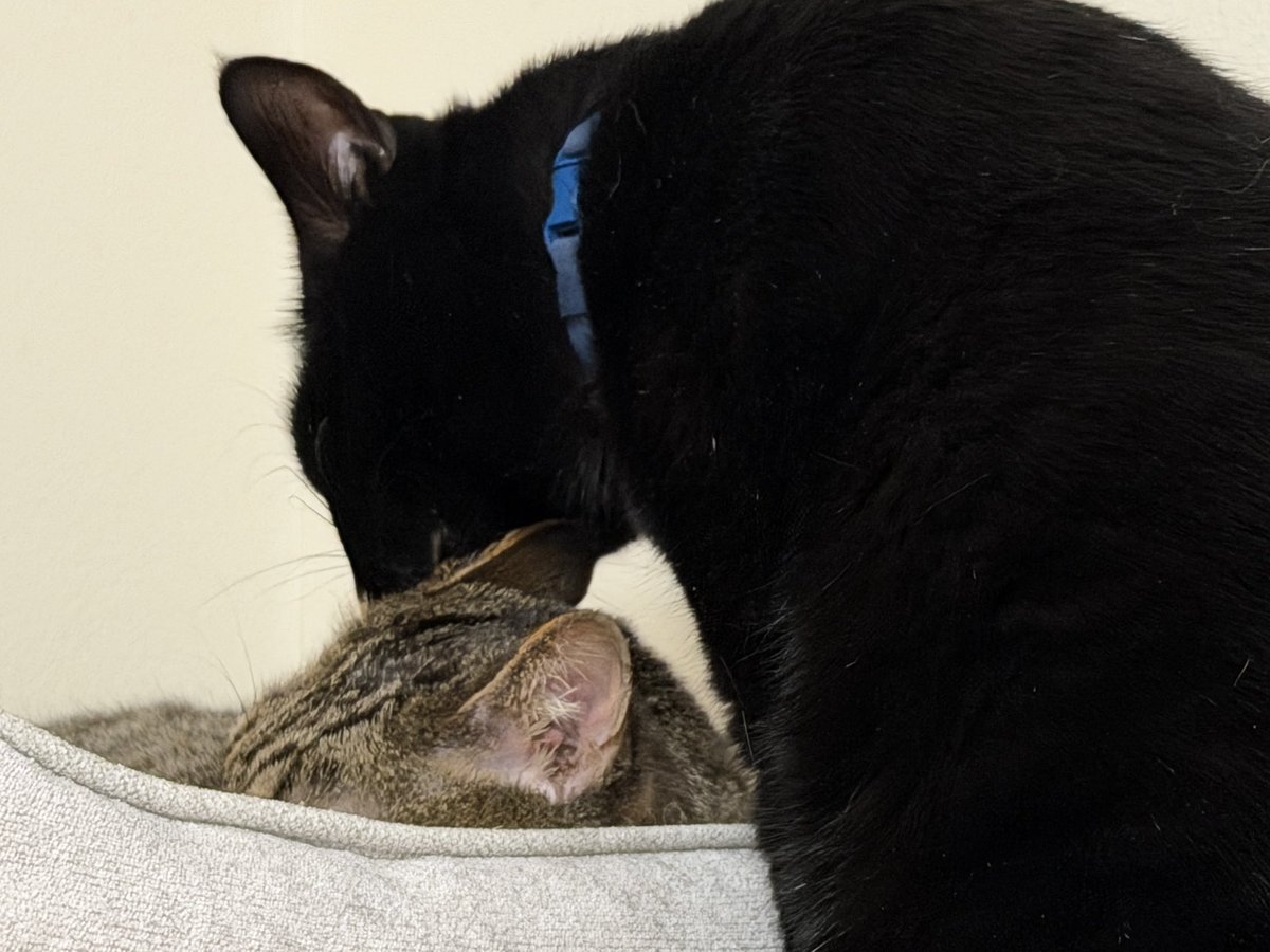 旅猫 (@tabinekocat) / Posts / X