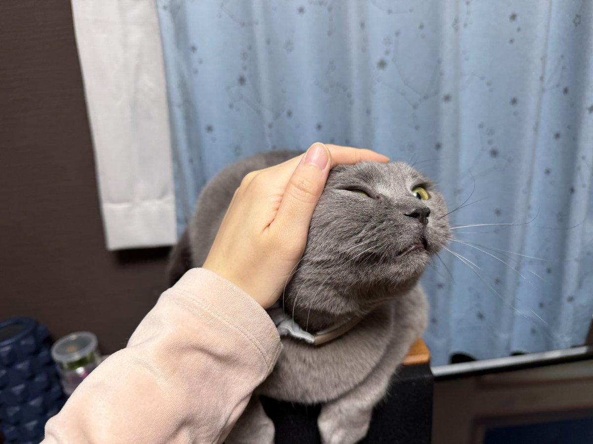 おはぎ (@ohagi_zzz) / Posts and Replies / X