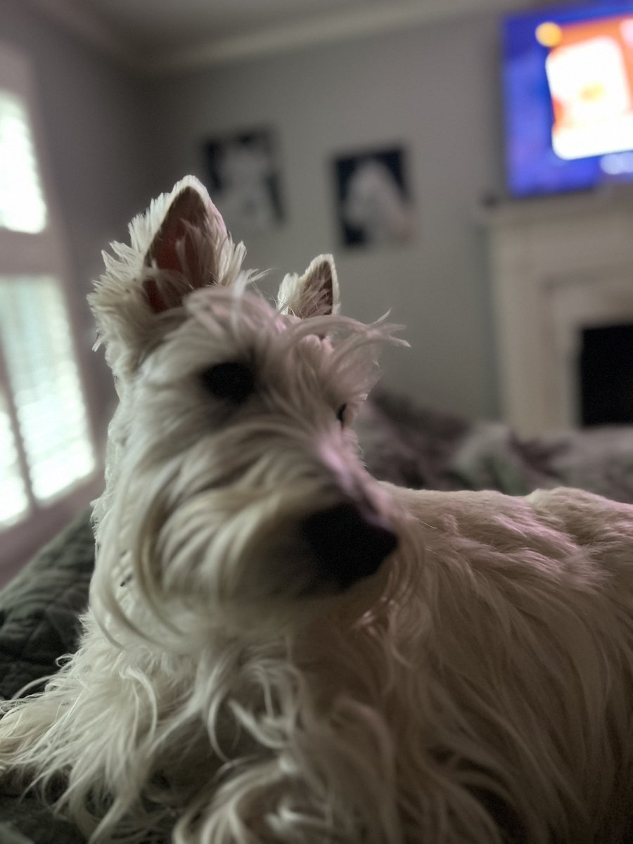 rozcar28's tweet photo. Someone had a bad tummy last night and Hoomom had lots of cleanup for her Valentine’s gift this morning! Boys seem to be fine so that’s good! #Dogs #Scottishterrier #HappyValentines #SoThoughtful https://t.co/y9tjBG9mRY