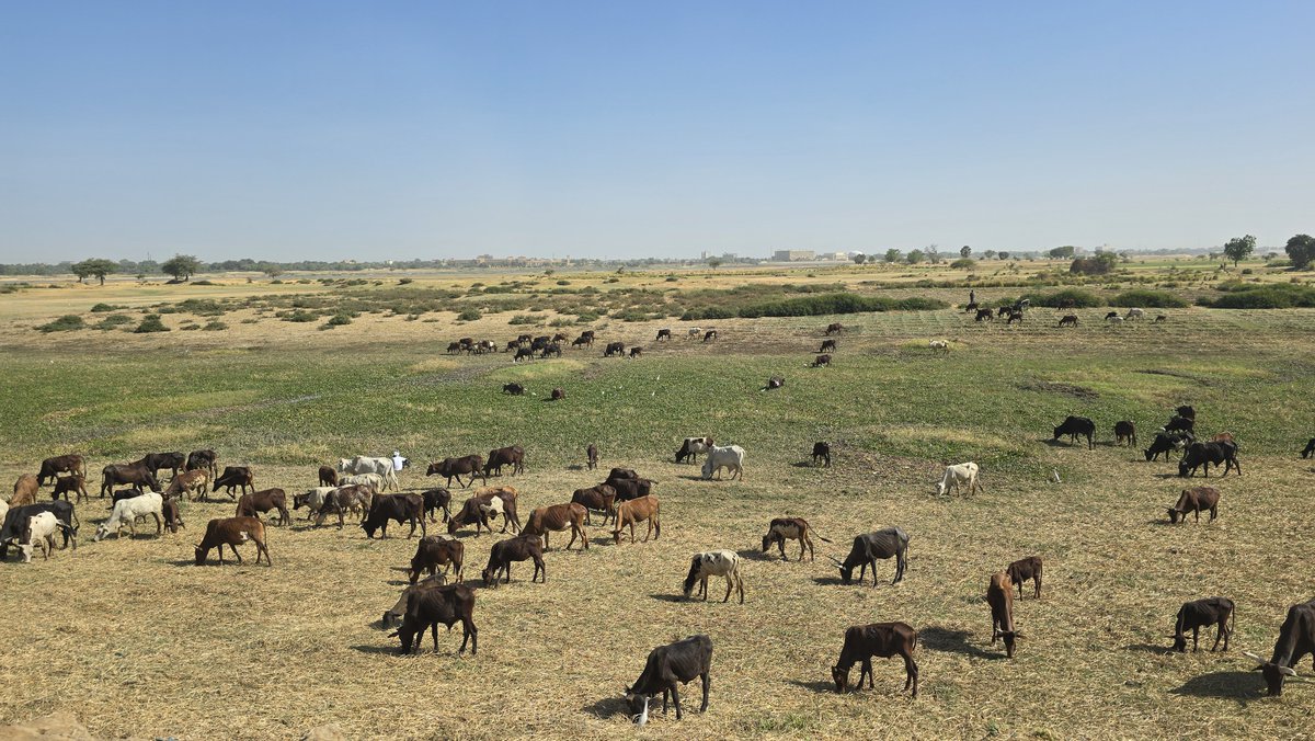 #Chad 🇹🇩 is among the most climate-vulnerable countries in the world: facing threats  of droughts, flooding and desertification.  And yet,☀️renewable energy is abundant.  We need smart, catalytic investments that address national priorities and the needs of the most vulnerable.