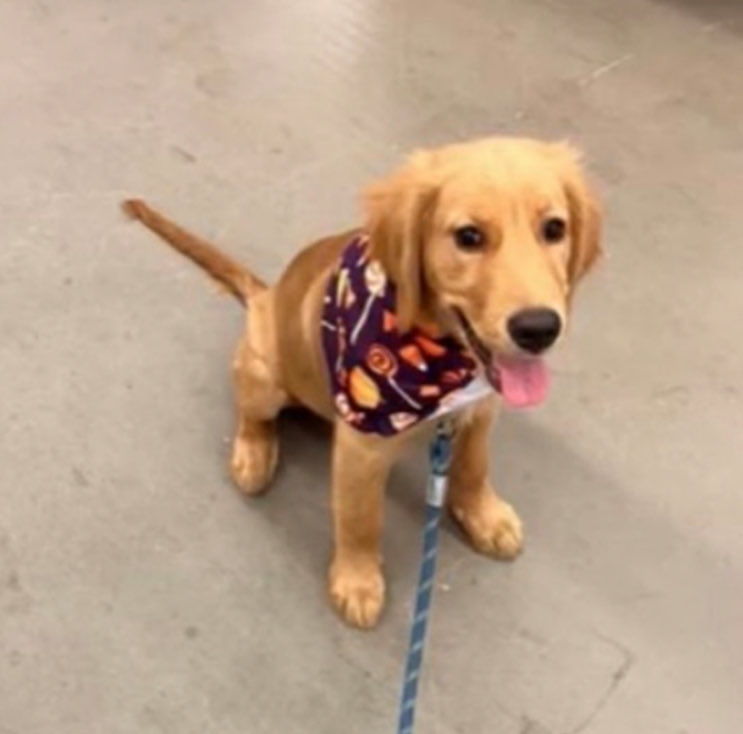 A coin that’s truly loved by its community, one that’s endured waves of short-term flippers and still keeps rising slowly, steadily, like a phoenix from the ashes is exactly what’s needed to restore faith in the hearts of the trenchers. And right now, I don’t see a better