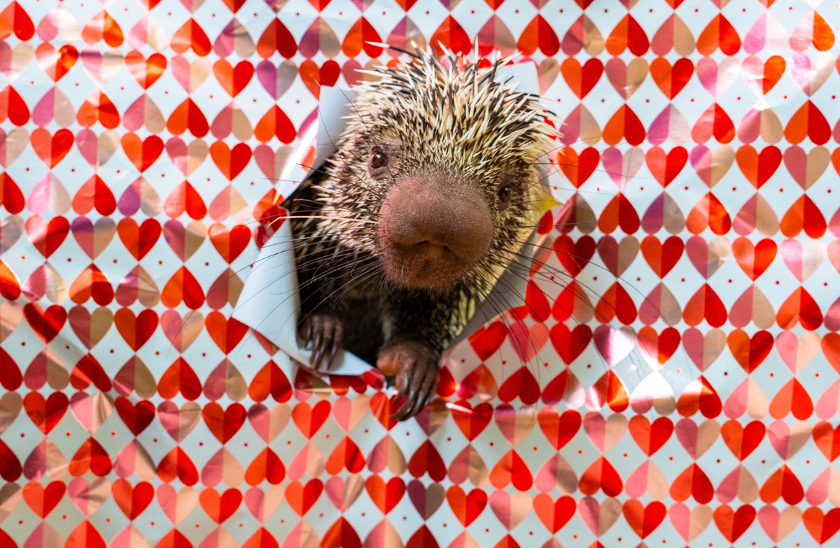 Wild Florida tweet media