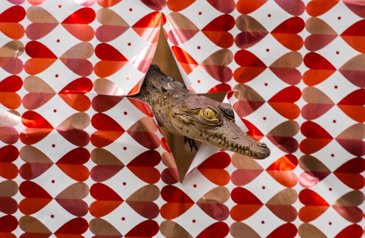 Wild Florida tweet media