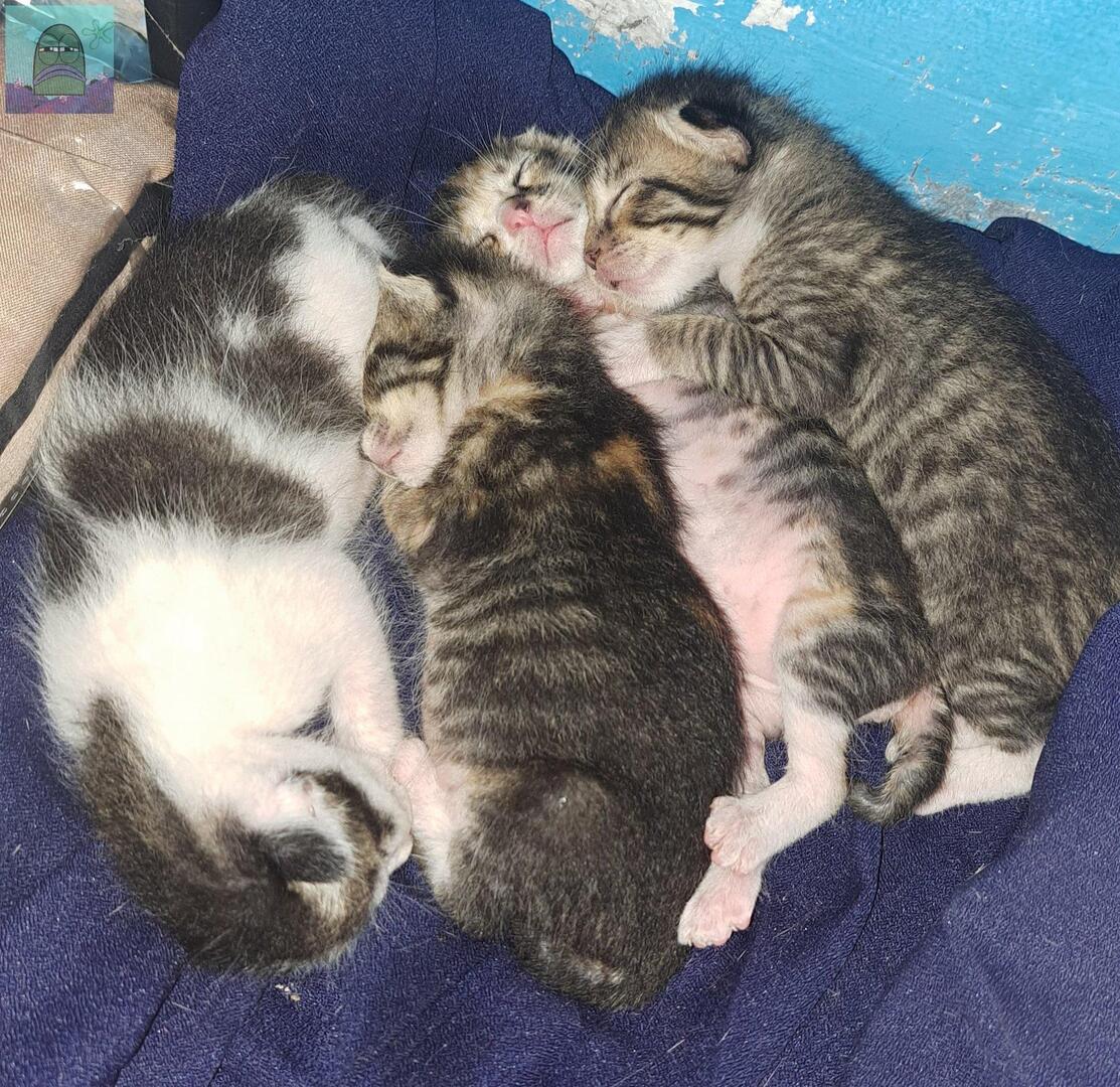 tanyakanrl's tweet image. 💚 Open adopt kitten domestik usia ±2 minggu. 📍Korpri Bandar Lampung. Diopen adopt krn sender udah lulus kuliah. dicari adopter penyayang yang siap merawat sampai dewasa &amp;amp; tdk utk dilepasliarkan 🐾. Yang tertarik bisa rep yah, nanti bs nanya2 lebih lanjut di dm. Tia!