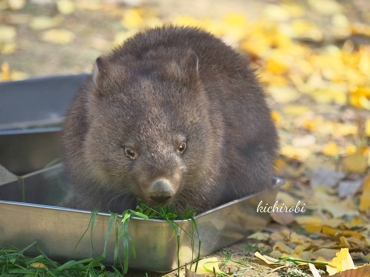 kikichirobin's tweet image. ユキちゃんからかぁ〜〜
嬉しいな〜

コウくん……
それフクちゃんの青草……

　#コウ　#コウくん　#kou　#ko #コウ君大好き　#ありがとうコウ君　#五月山動物園 　#池田市　#ウォンバット　　#wombat　#wombatlove　 #satsukiyamazoo