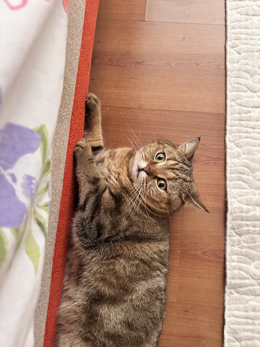 Tırmalama tahtası hariç her yer