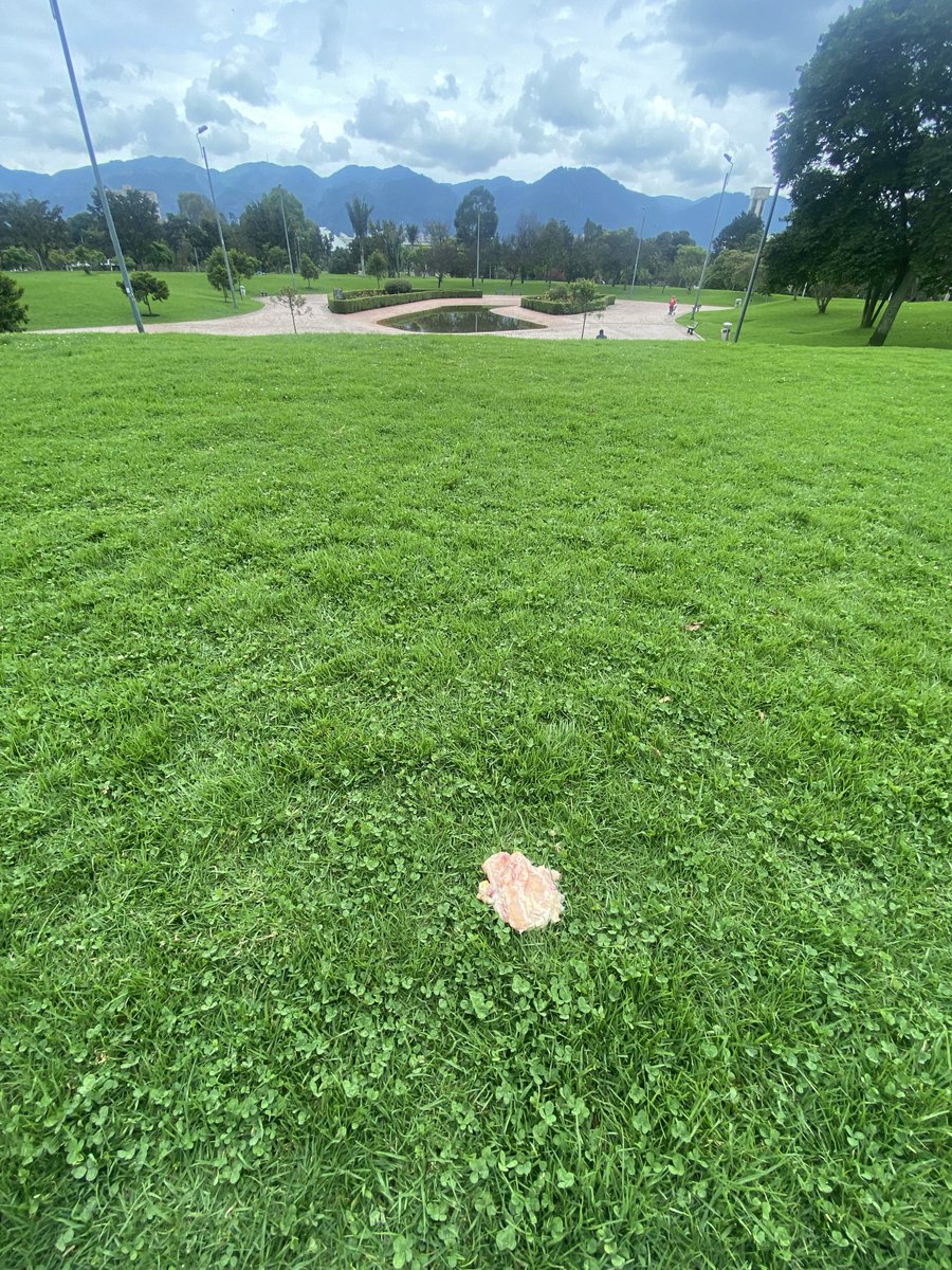 Martmalu's tweet photo. El día de hoy en el parque de la Biblioteca Virgilio Barco en Bogotá, pechugas de pollo envenenadas cerca al lago de los perros. 🚨🚨🚨🚨 @IDRD @AnimalesBOG @Bogota @andreanimalidad @andrespreciadop https://t.co/TNbF87UrbT