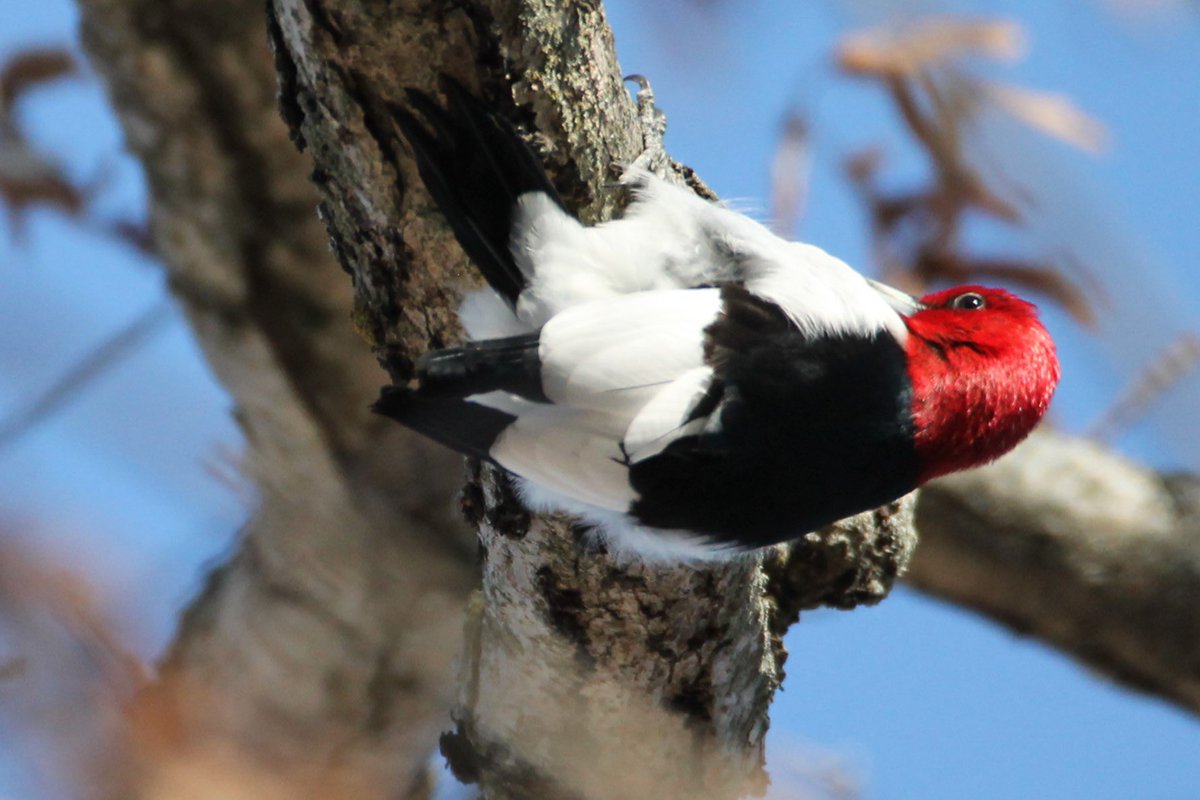 Jim Brown tweet media