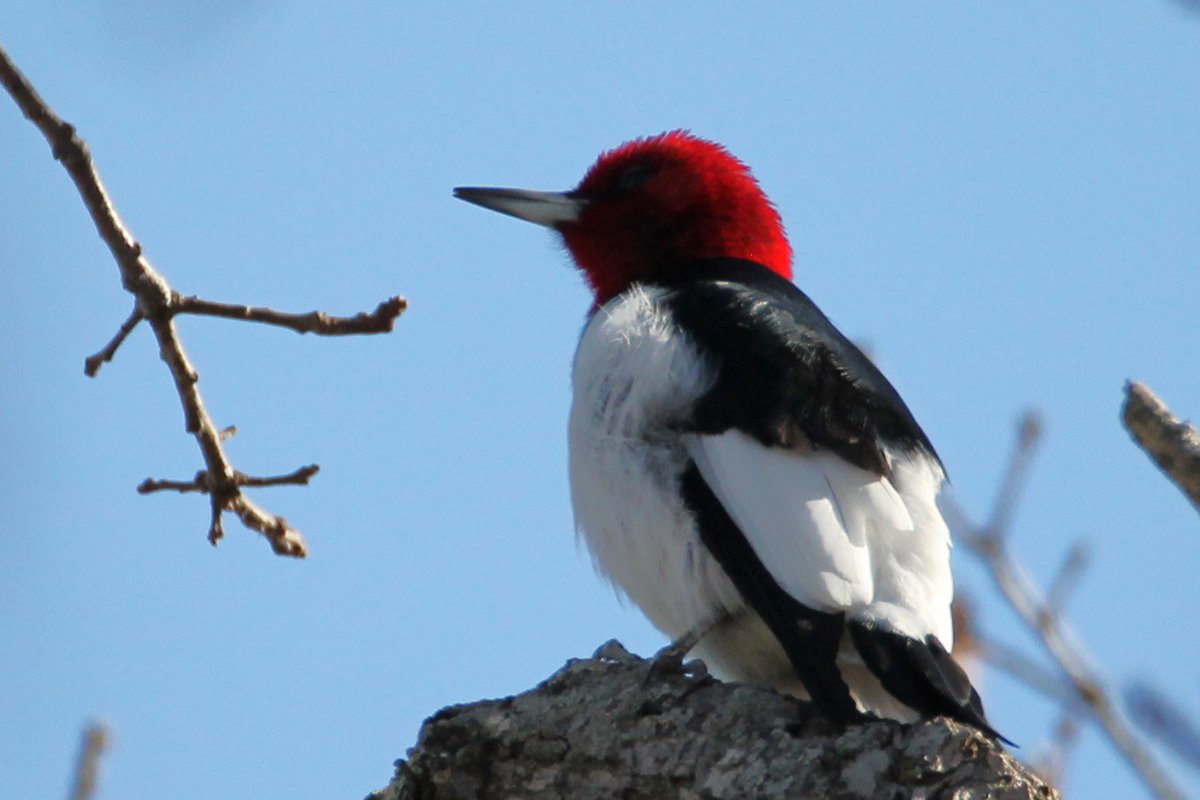 Jim Brown tweet media