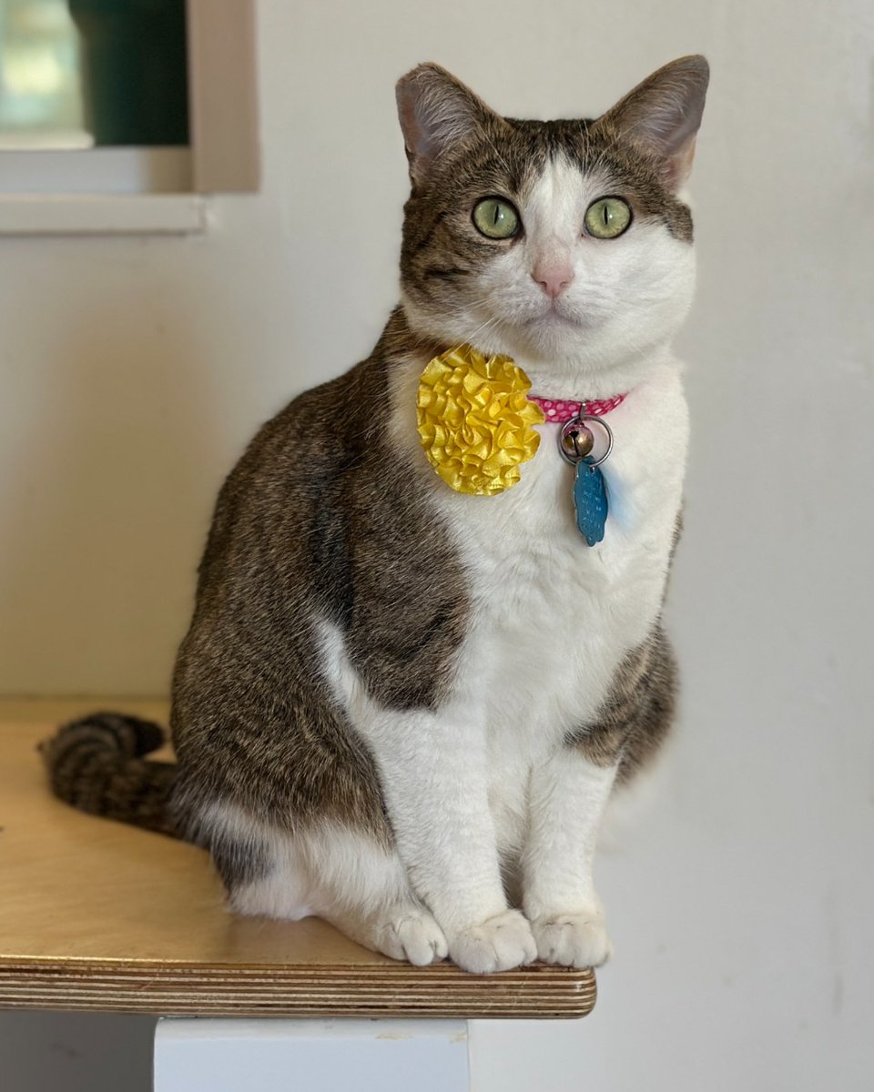 Two-year-old Turnip (#R168821) has had quite the adventure, arriving in Bianca’s Furry Friends on a transport from a Florida shelter. Like many cats, she has mixed feelings about change and prefers not to share her space with other pets—but give her a patient human and a little
