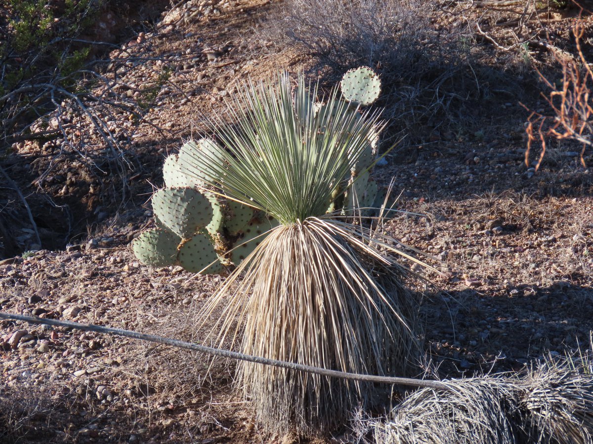 #ChihuahuanDesert today.  Tortugas Mountain and the cloudy Organ Mountains; ancient Soaptree Yucca in an arroyo; barrel cactus and assorted flora; small Soaptree Yucca and prickly pear cactus.