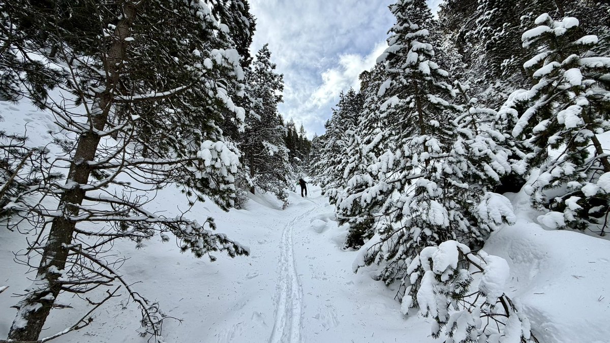 Jaume Jubert Ferré tweet media