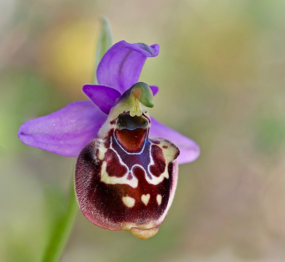 Greenwings Wildlife Tours tweet media