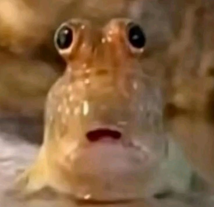 Me when i realize most of my favorite countryhuman artists have been consecutively liking all of my art works and some even reposted and commented

Also yes i stalk all of my posts likes.