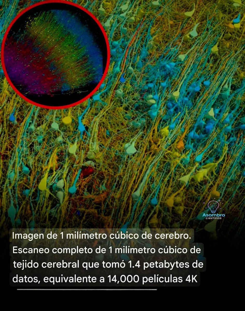 Mapearon 1 milímetro de cerebro humano… y descubrieron un universo microscópico. 

En una colaboración histórica entre Harvard y Google Research, científicos lograron el mapa 3D más detallado jamás creado de tejido cerebral humano. 

El fragmento analizado era diminuto: apenas 1