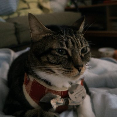 0xCoolkitten|🧠SENT tweet media
