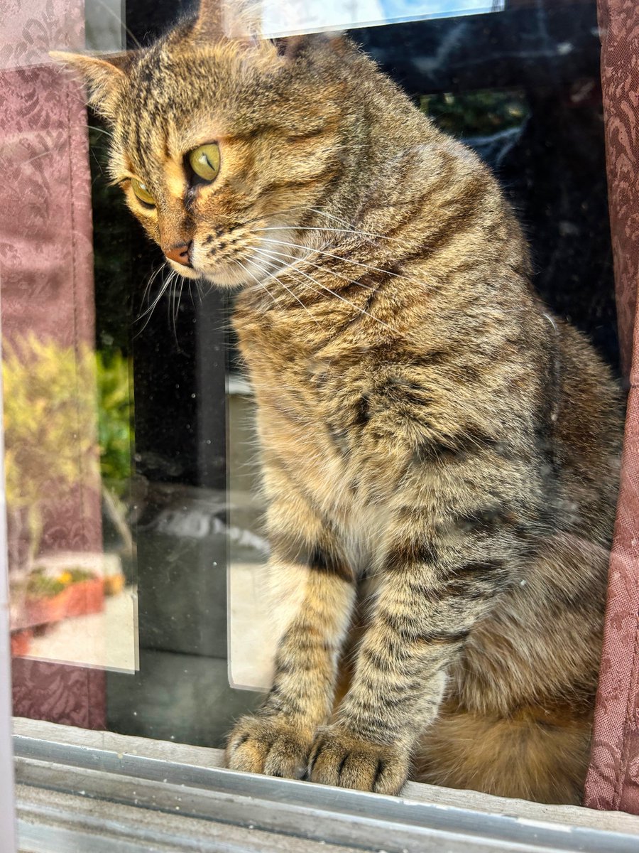 thedividingline's tweet image. #WindowCat. 

#Cat #Meow #PussyCat #Miller #Pet #Love #Lazy #KittyCat #Feline #Kitty #Watcher #Lovely #Adorable #Curious.