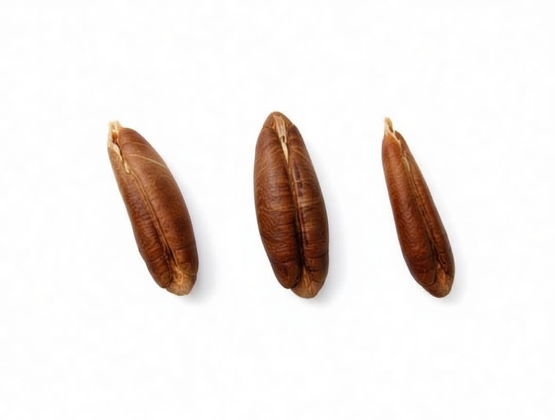 ندعوكم إلى #المبادرة_الوطنية_لتشتيل_وزراعة_نوة_التمر في استثمار #شهر_رمضان_المبارك بزراعة ثلاث نوى تمر يومياً في أوعية مناسبة ورعايتها حتى تصبح شتلات، لتتحول خلال أربع سنوات إلى نخيـل مثمر بإذن الله.

مشاركة بسيطة من كل فرد يمكن أن تصنع فرق كبير؛ فلو زرع 25 مليون مواطن يمني ثلاث