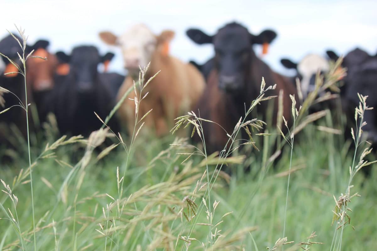 realagriculture's tweet image. Incoming CCA CEO Andrea Brocklebank addresses research cuts and traceability challenges facing the beef sector. Learn more about her vision and priorities.  
👉 ow.ly/nl9H50YeBIG  
#cdnag #cattle