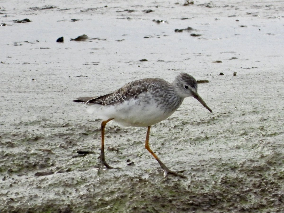 Alan Boddington tweet media