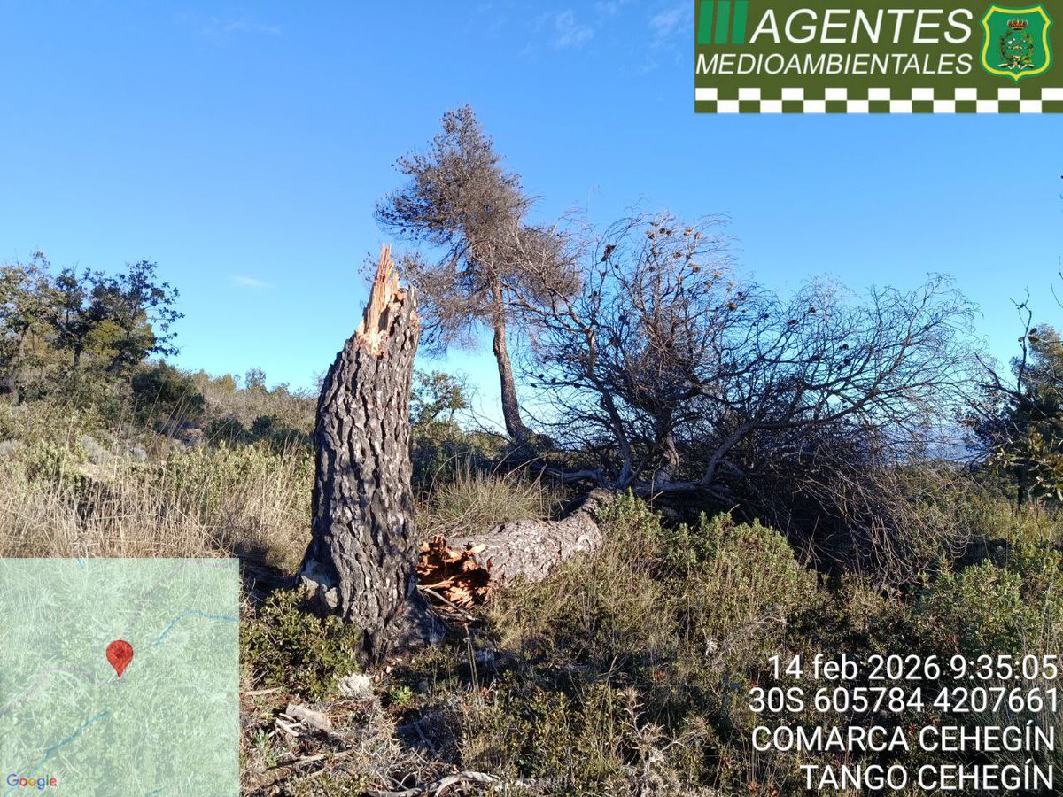 MurciaForestal's tweet image. 2  [INCIDENCIAS] 14/02/26 | Viento

📍 Base Niño de #Mula
📍 Cabecico El Cigarral #Caravaca

📋 Señalización y acotado de zonas con riesgo de caída de ramas y despeje de viales

Seguimos trabajando en montes y espacios naturales @aamm_murcia @defensaforeMUR @AmbientalRM