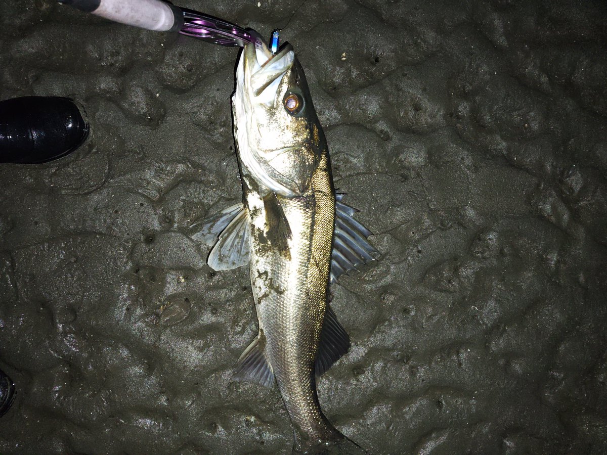 eN77iswGCByVNCI's tweet image. #PSC
#バンク８２S
今日は釣り仲間と河口散歩、何度か行った事のある場所でしたが、ちゃんと投げるのは初めての場所でランカーでてくれました！
行った仲間も全員釣れて、楽しい釣行でした！
釣り場での出会いは大事にすると、良いことありますよ！（笑）