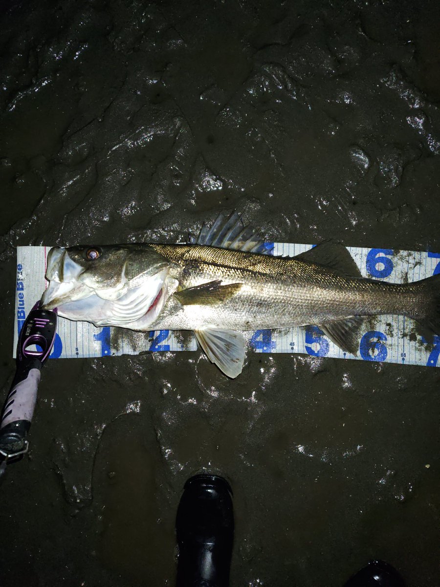 eN77iswGCByVNCI's tweet image. #PSC
#バンク８２S
今日は釣り仲間と河口散歩、何度か行った事のある場所でしたが、ちゃんと投げるのは初めての場所でランカーでてくれました！
行った仲間も全員釣れて、楽しい釣行でした！
釣り場での出会いは大事にすると、良いことありますよ！（笑）