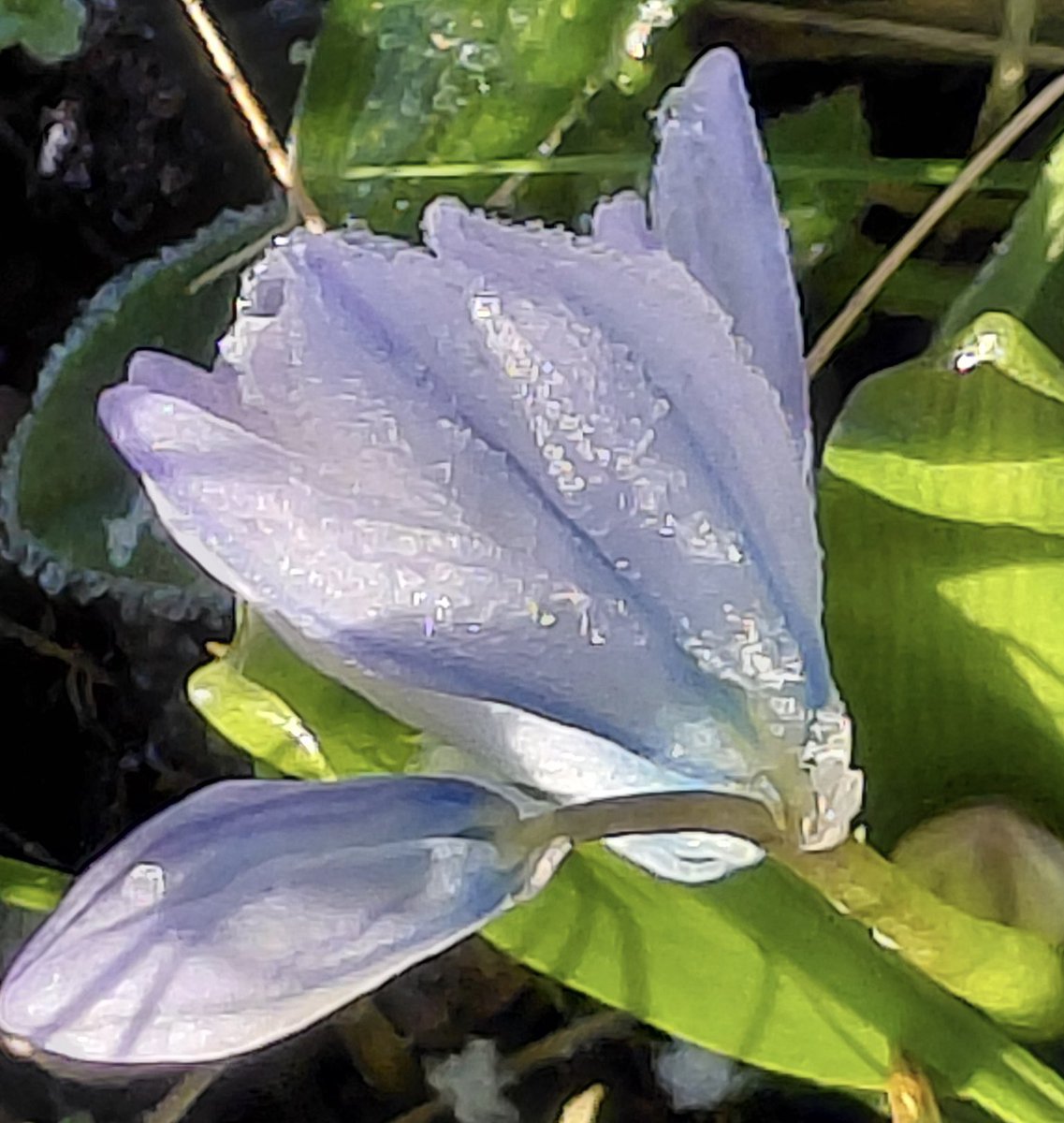 AntheaJames3's tweet photo. #GoodnightTweetHearts sweet dreams to all ๐ฅฐ my frozen #Squill this morning hopefully it thawed out with the beautiful sun we had #SaturdayThoughts https://t.co/rDYsnekVhq
