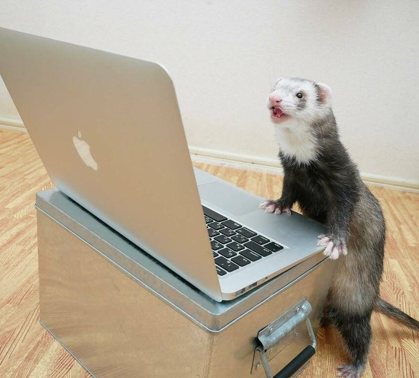 hyunjin as ferrets (@hyunieferrets) on Twitter photo 