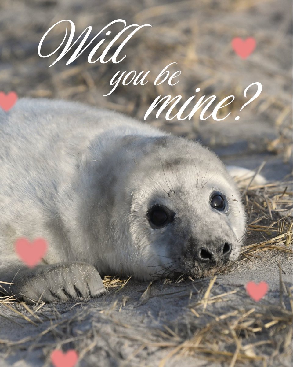 Changing Seas tweet media