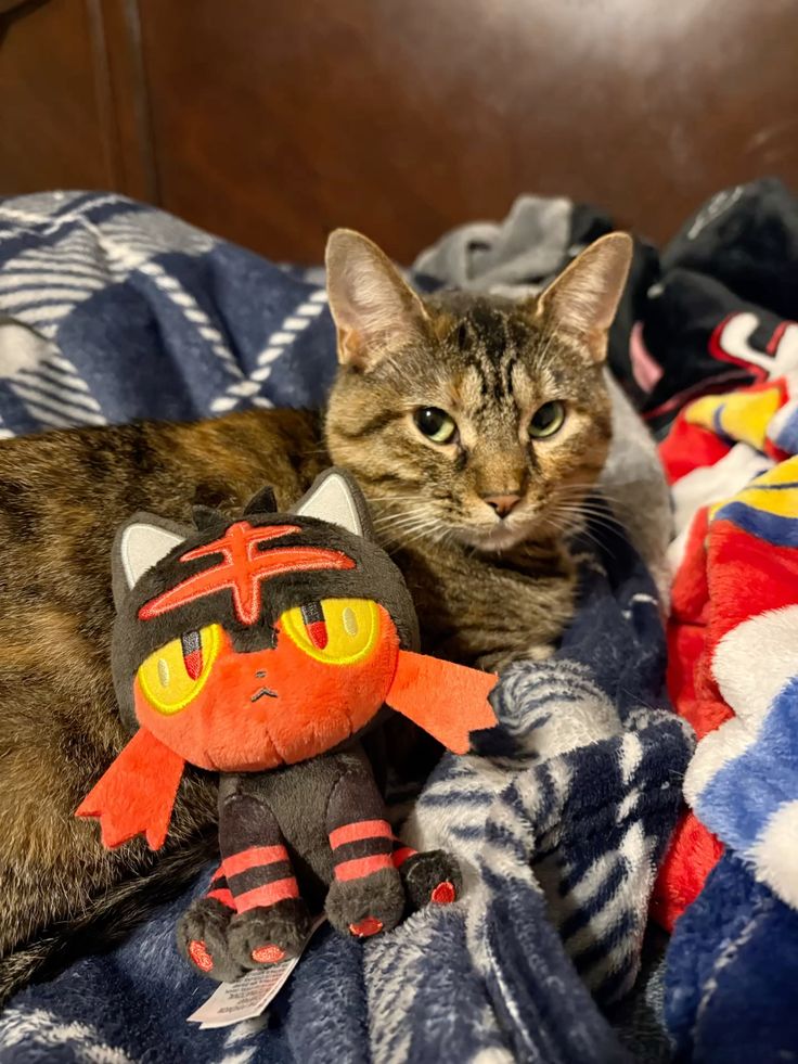 two cats 🐱