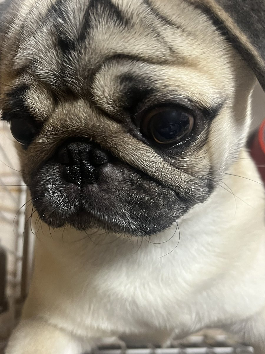 パグお(パグファンシャー) (@pug3ta) / Posts / X