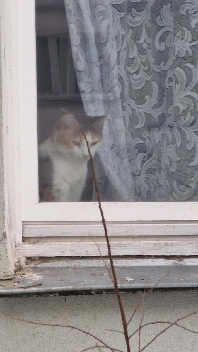 DiMoon 🦉🌒 tweet media