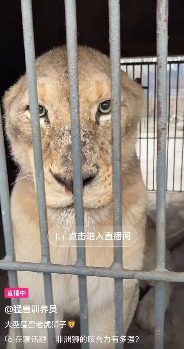 凉拌见手青（😭推友寻回中） tweet media