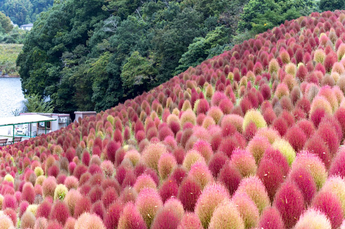 HassayPhoto2903's tweet photo. 色づく丘が、波のようにうねる。

#コキア #ほうき草 #秋の風景 #風景写真  #東京ドイツ村 https://t.co/YdnWf1zIEV